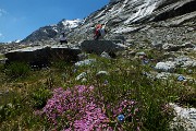 47 Silene a cuscinetto (Silene acaulis)